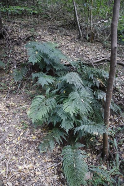 Polystichum pungens, photographed by Tony Rebelo