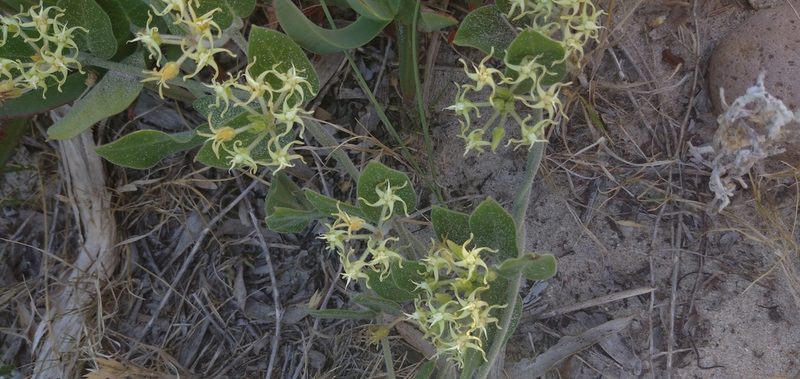Oxypetalum tomentosum, photographed by Cecilia Pombo Posente