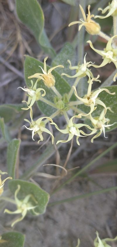 Oxypetalum tomentosum, photographed by Cecilia Pombo Posente