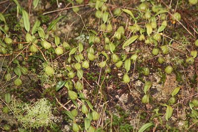 Bulbophyllum exiguum, photographed by mitchell holliday