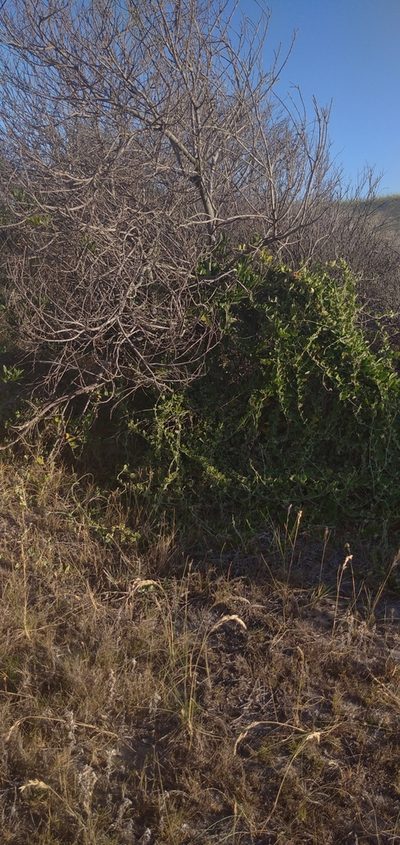 Oxypetalum tomentosum, photographed by Cecilia Pombo Posente