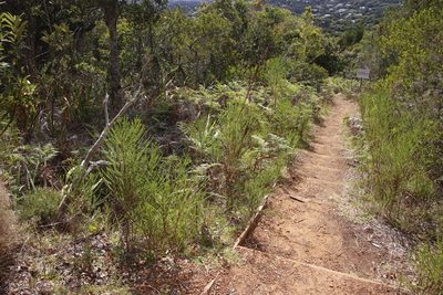 Euryops virgineus, photographed by Tony Rebelo