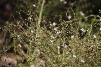 Wahlenbergia parvifolia, photographed by Tony Rebelo