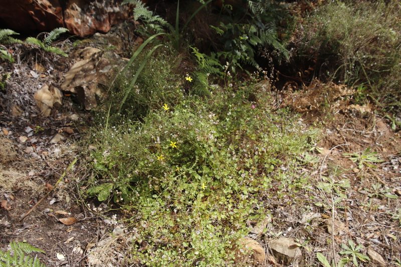 Cineraria saxifraga, photographed by Tony Rebelo