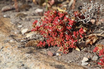 Drosanthemum pallens, photographed by Tony Rebelo