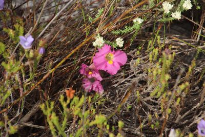 Harveya purpurea, photographed by Tony Rebelo