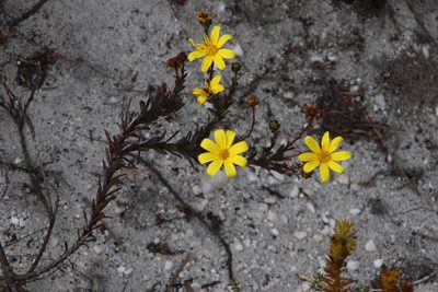 Osteospermum polygaloides, photographed by Tony Rebelo