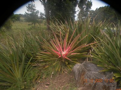 Bromelia antiacantha, photographed by Francisco Liguori