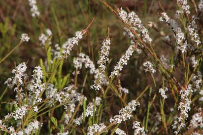 Struthiola dodecandra, photographed by Tony Rebelo