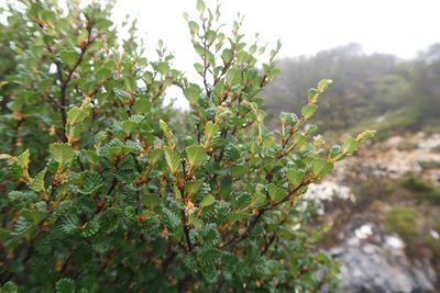 Nothofagus gunnii, photographed by Cowirrie