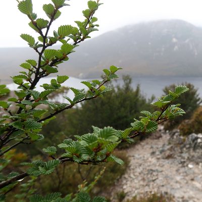 Nothofagus gunnii, photographed by Cowirrie