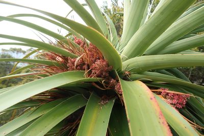 Richea pandanifolia, photographed by Cowirrie