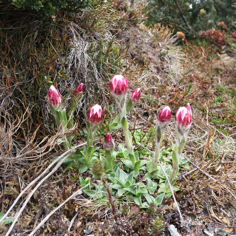 Xerochrysum milliganii, photographed by Cowirrie