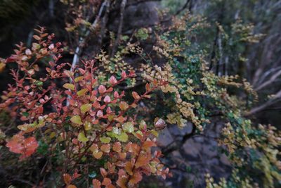 Nothofagus cunninghamii, photographed by Cowirrie