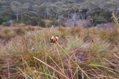 Gymnoschoenus sphaerocephalus, photographed by Cowirrie