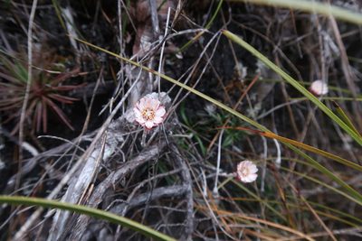 Helichrysum somalense, photographed by Cowirrie