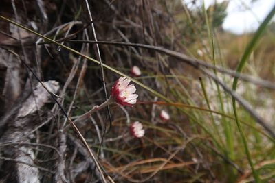 Helichrysum somalense, photographed by Cowirrie