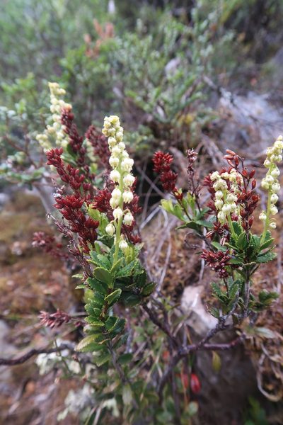 Tetracarpaea tasmannica, photographed by Cowirrie
