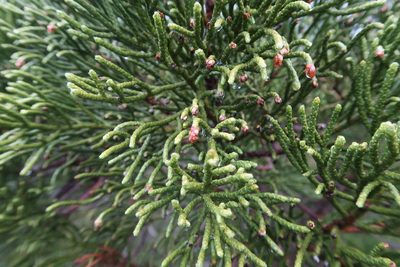 Athrotaxis cupressoides, photographed by Cowirrie