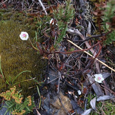 Drosera murfetii, photographed by Cowirrie