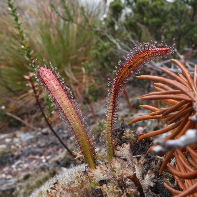 Drosera murfetii, photographed by Cowirrie