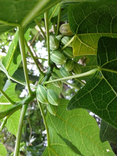 Vasconcellea quercifolia, photographed by William G. Borges