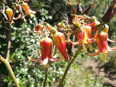 Cotyledon velutina, photographed by chrishorak