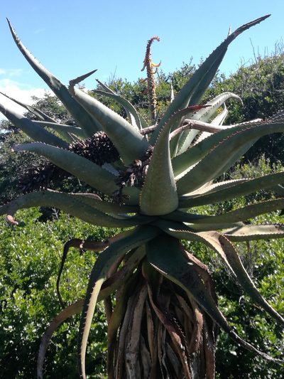 Aloe africana, photographed by chrishorak