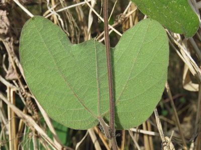 Passiflora porphyretica, photographed by Alexis López Hernández