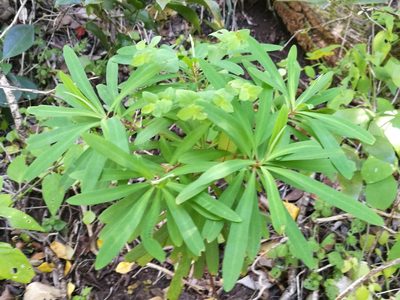 Euphorbia kraussiana, photographed by chrishorak
