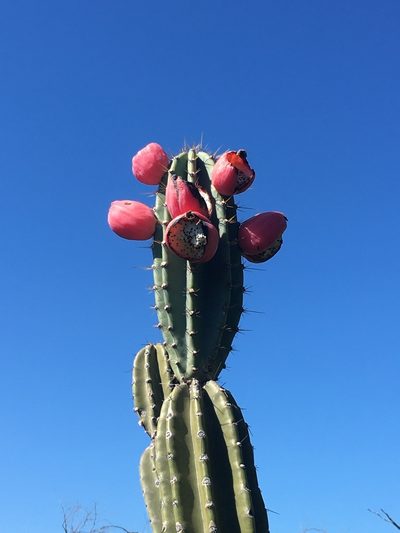 Cereus bicolor, photographed by Marcos Severgnini