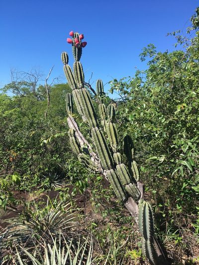 Cereus bicolor, photographed by Marcos Severgnini