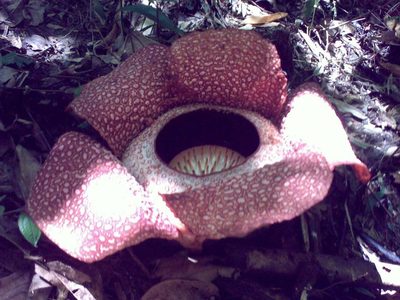 Rafflesia keithii, photographed by Jiro Iguchi