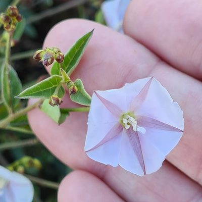Jacquemontia pringlei, photographed by Lyrae