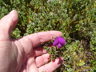 Podalyria buxifolia, photographed by Shaun Swanepoel