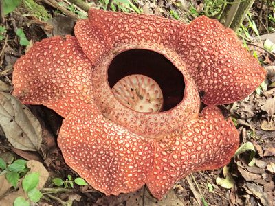Rafflesia keithii, photographed by Jiro Iguchi