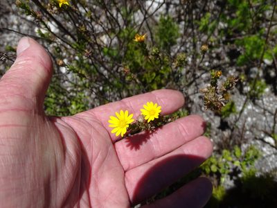 Ursinia trifida, photographed by Shaun Swanepoel
