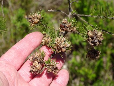 Psoralea floccosa, photographed by Shaun Swanepoel