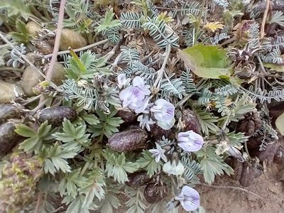 Astragalus palenae, photographed by Tabaré Barreto