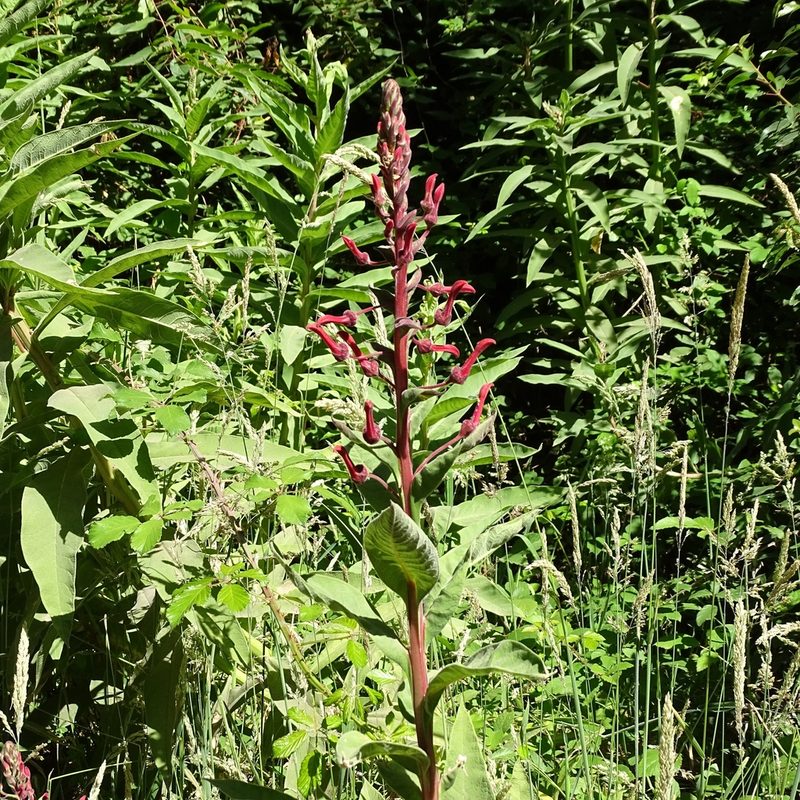 Lobelia tupa, photographed by Cristian Riquelme