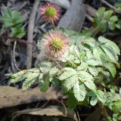 Acaena ovalifolia, photographed by Cristian Riquelme