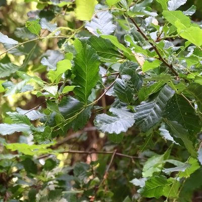 Nothofagus obliqua, photographed by Cristian Riquelme