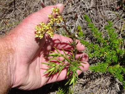 Crassula subulata, photographed by Shaun Swanepoel