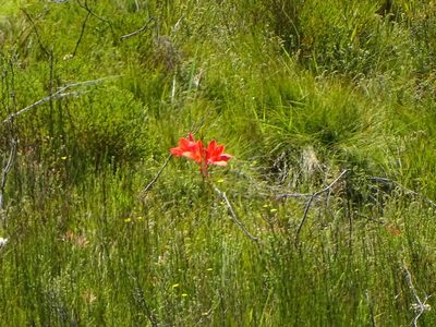 Cyrtanthus elatus, photographed by Shaun Swanepoel
