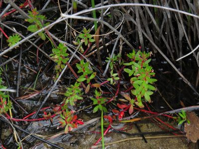 Laurembergia repens, photographed by Jeremy Gilmore