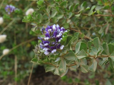 Psoralea fruticans, photographed by Jeremy Gilmore