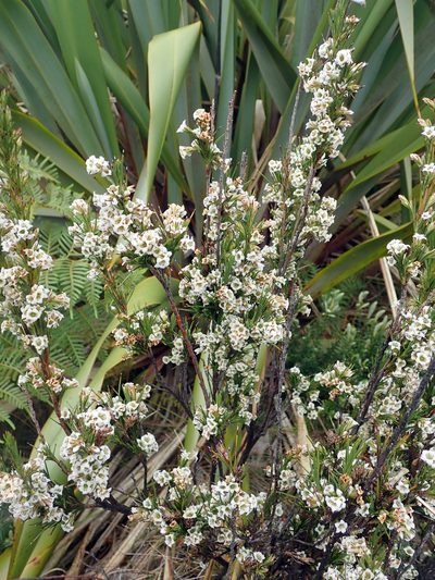 Dracophyllum scoparium, photographed by Peter de Lange