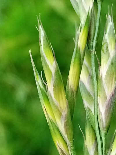 Bromus cebadilla, photographed by Joe Potter Butler