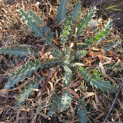 Cirsium neomexicanum, photographed by Dan Horowitz