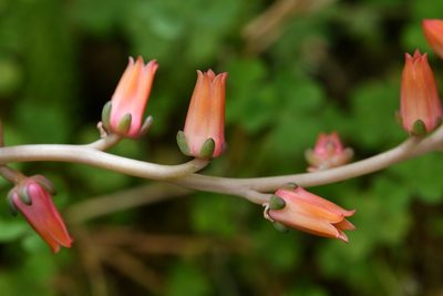Echeveria goldmanii, photographed by Neptalí Ramírez Marcial